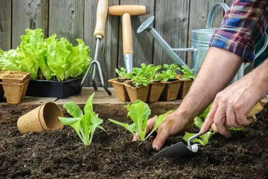 Affordable Gardening Services Rockford, IL