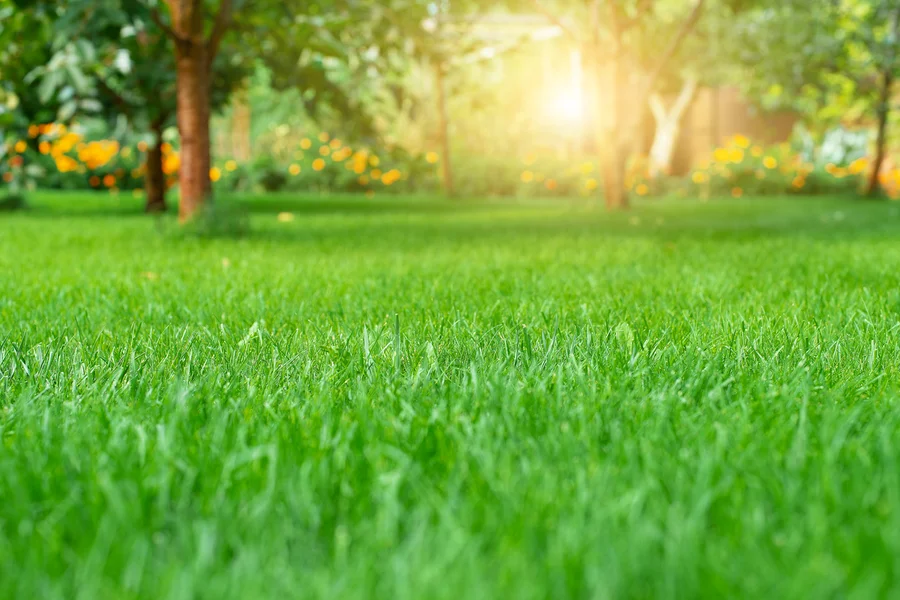 Lawn Care Mistakes Every Landscaper Should Avoid Rockford, IL
