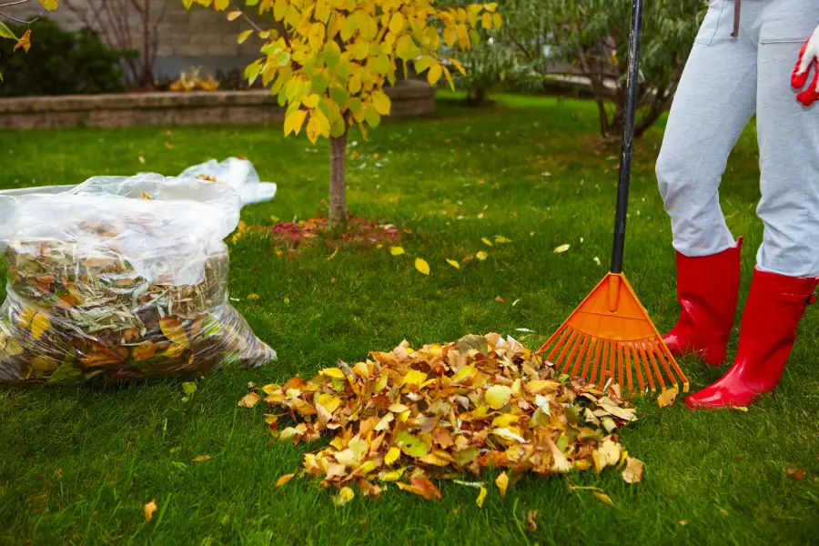 Top-rated Yard Cleanup Rockford, IL